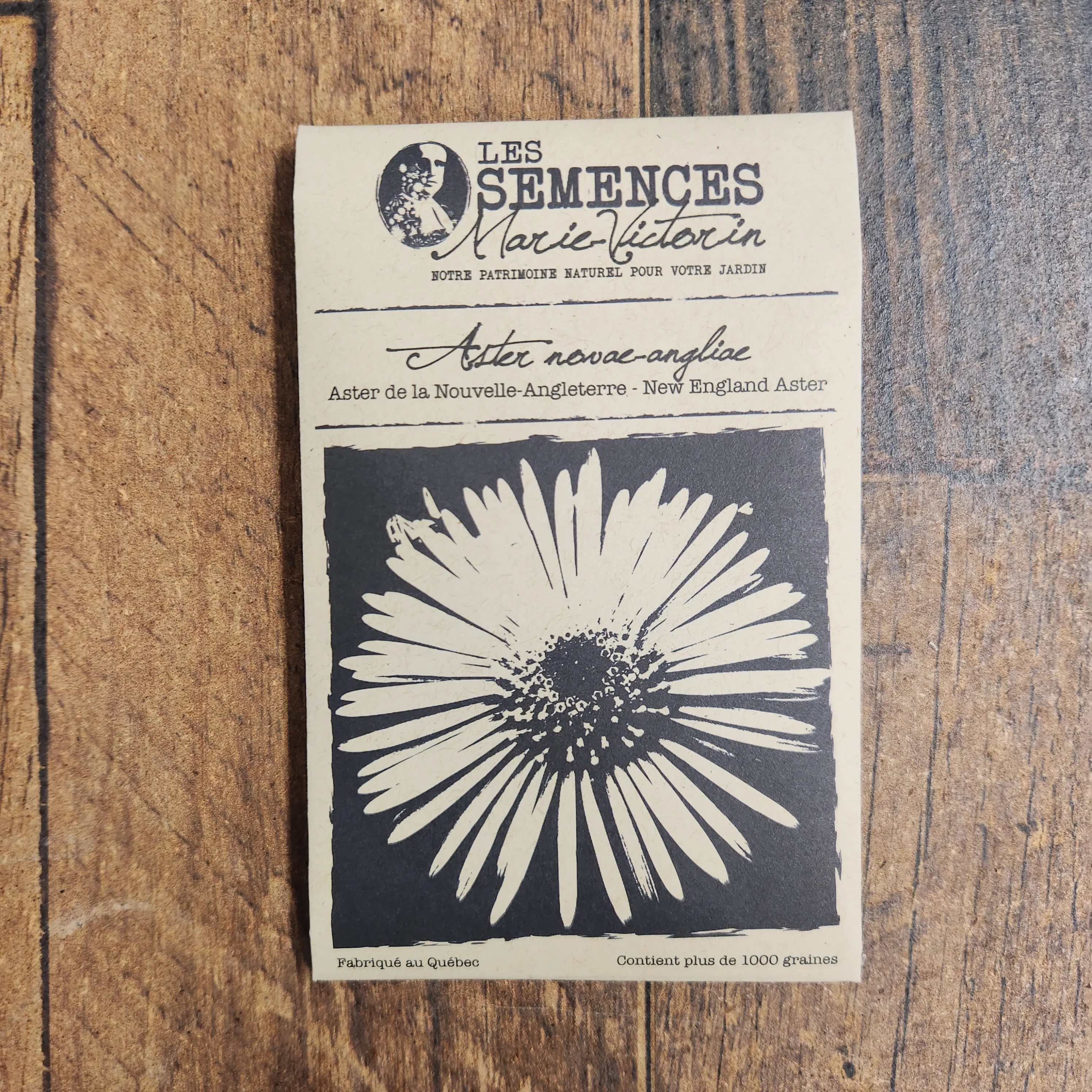 Aster de la Nouvelle-Angleterre - Image 2