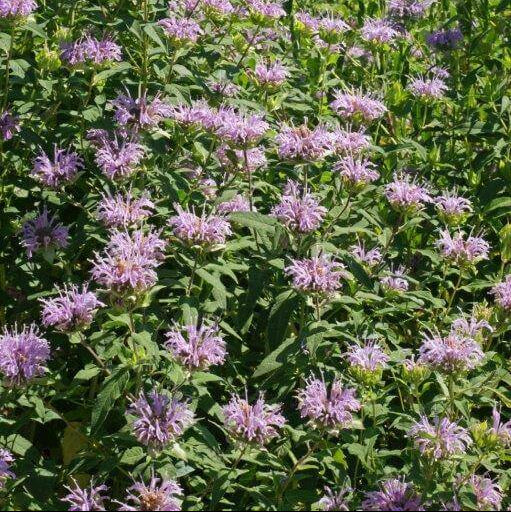 Monarde 'Wild Bergamot' bio - Image 2