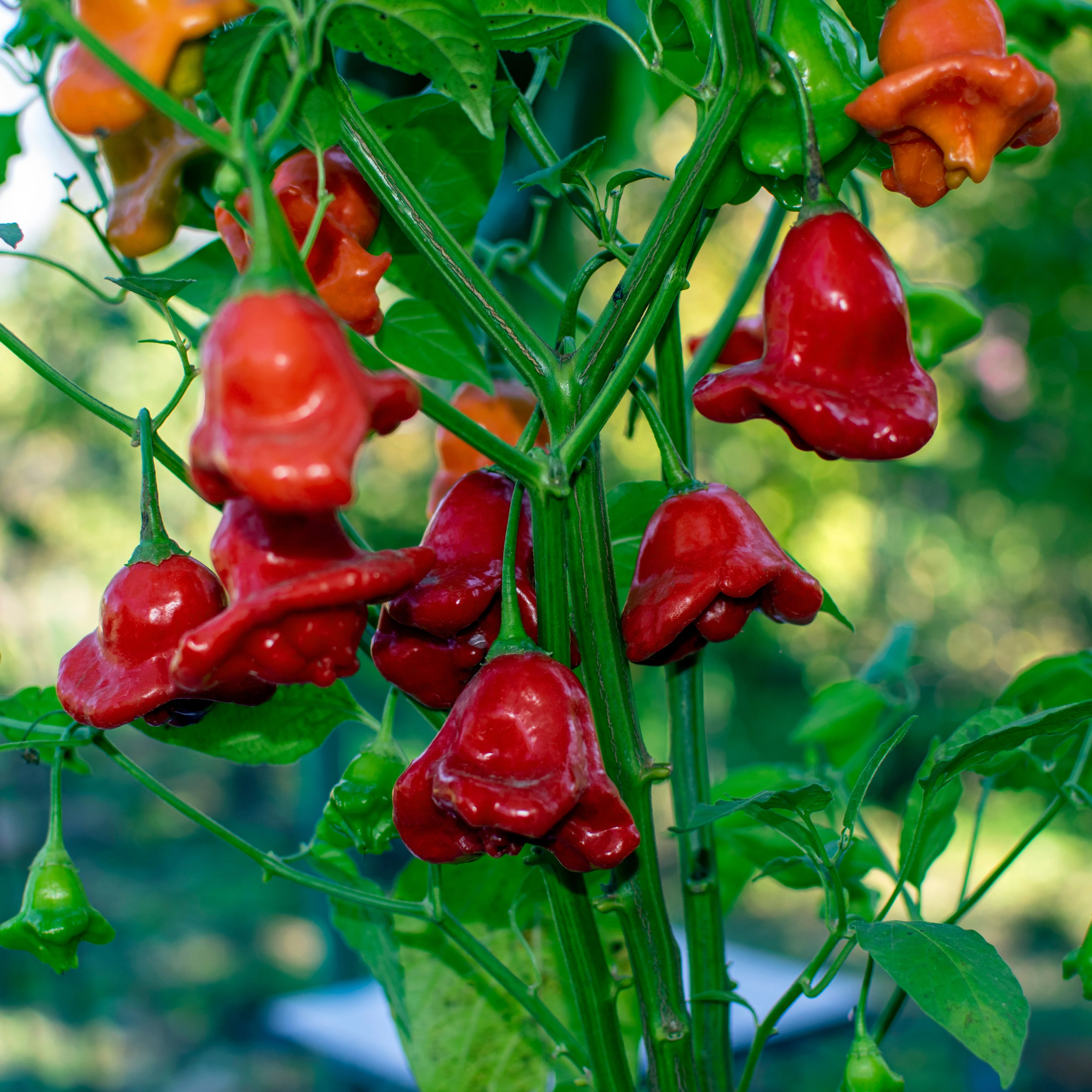 Piment fort 'Bishop's Crown' bio
