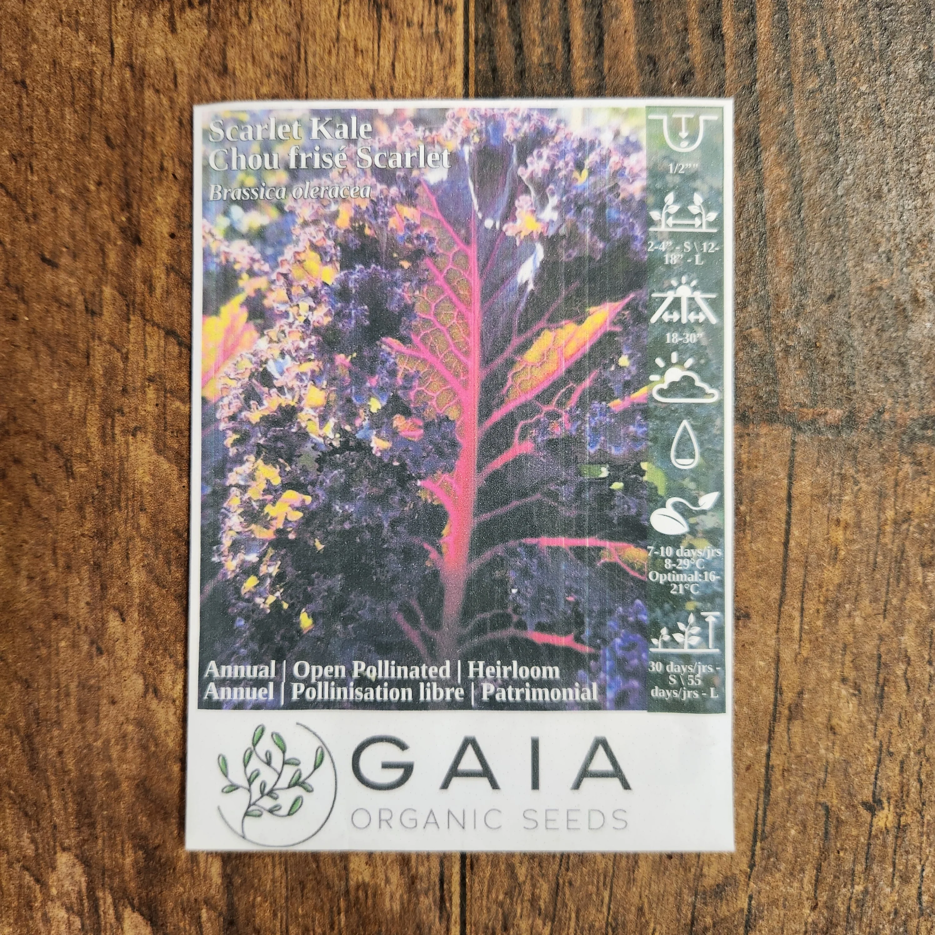 Chou frisé 'Scarlet Kale' bio - Image 2