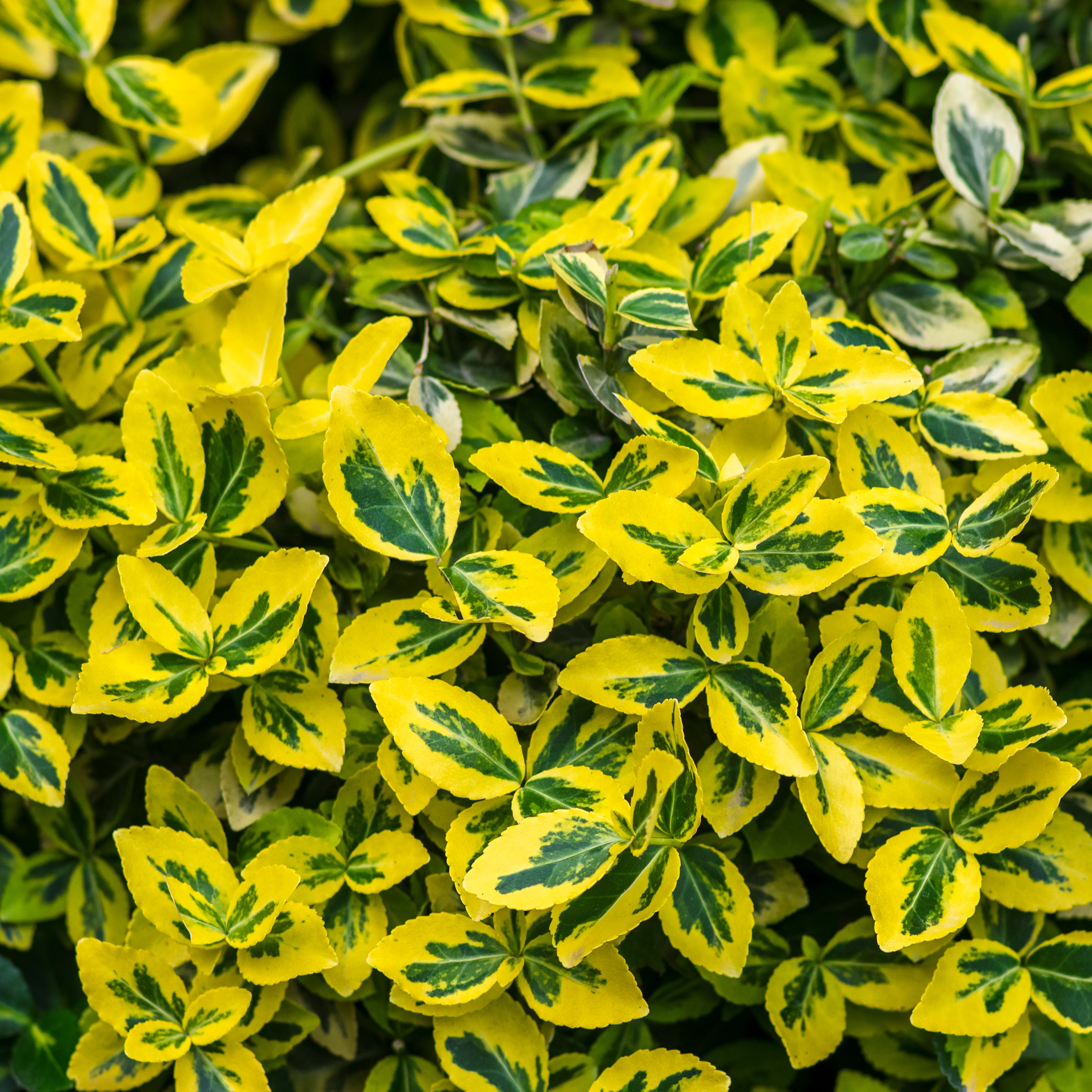 Euonymus fortunei 'Emerald Gold'