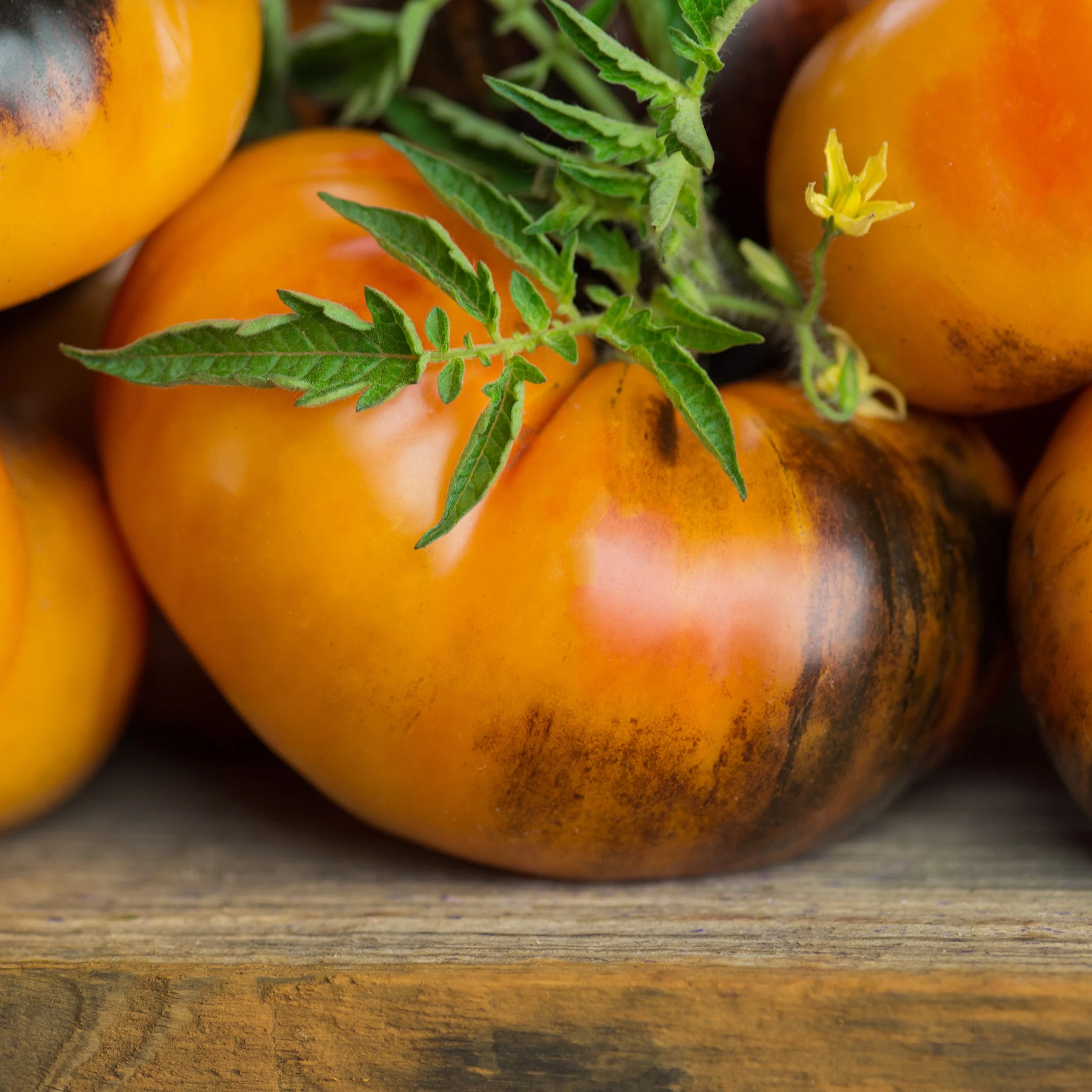 Tomate 'Beauty King' - Image 2