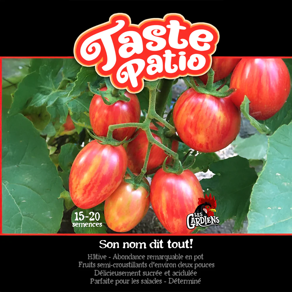Tomate 'Taste Patio'