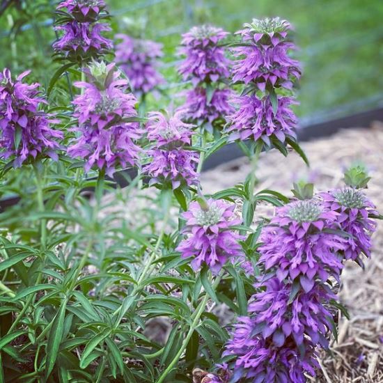 Monarde 'Lemon Bergamot' bio