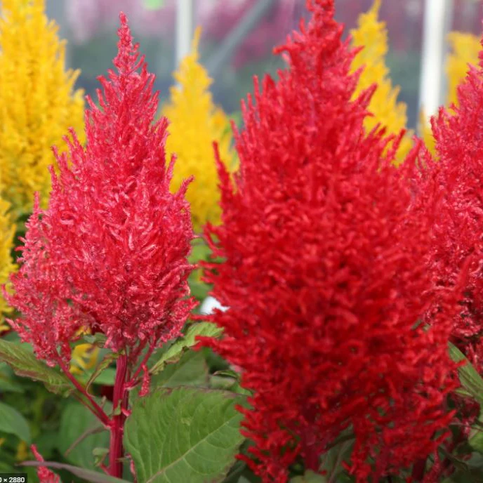Célosie 'Celosia Mix' bio