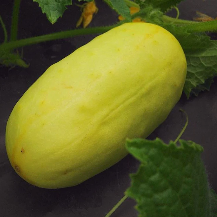Concombre 'Boothby Blonde' bio