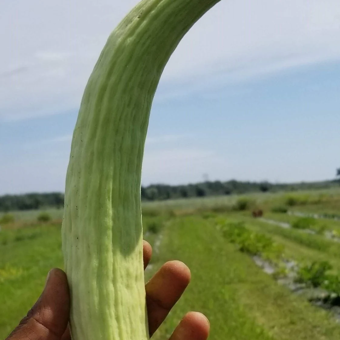 Concombre 'Gaia Cucumber Mix' bio