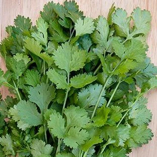 Coriandre 'Caribe' bio