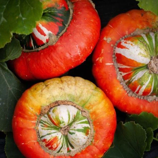 Courge turban 'Turk's Turban' bio