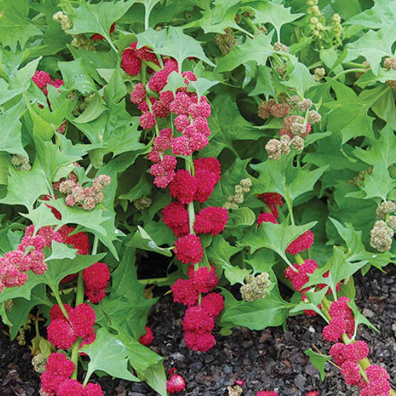 Épinard aztèque 'Strawberry Spinach' bio