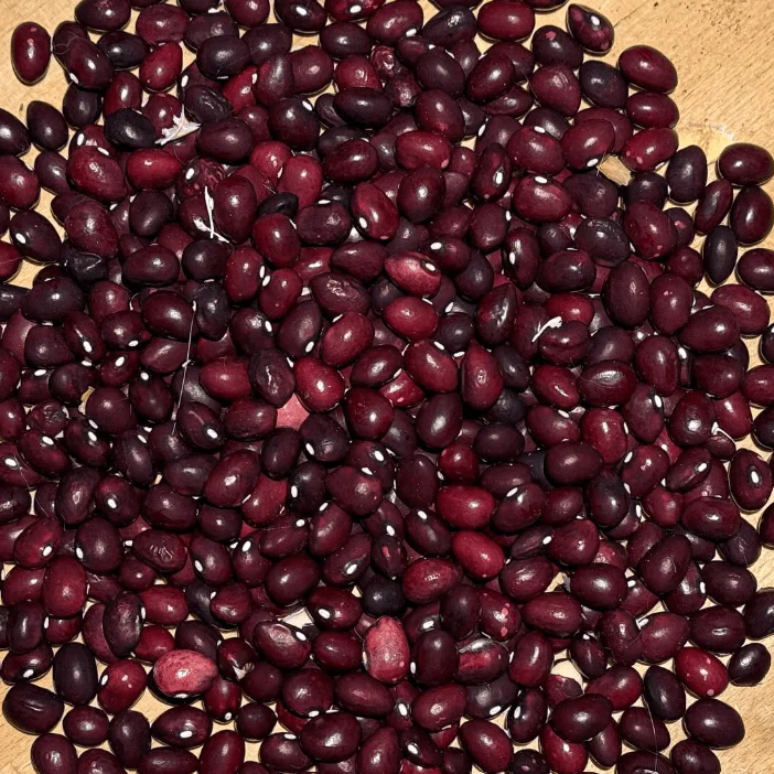 Haricot grimpant 'Abenaki Cranberry' bio