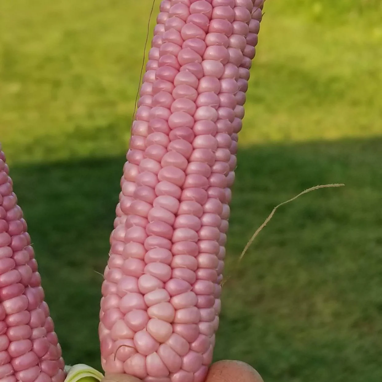 Maïs à éclater 'Mini Pink Popcorn' bio