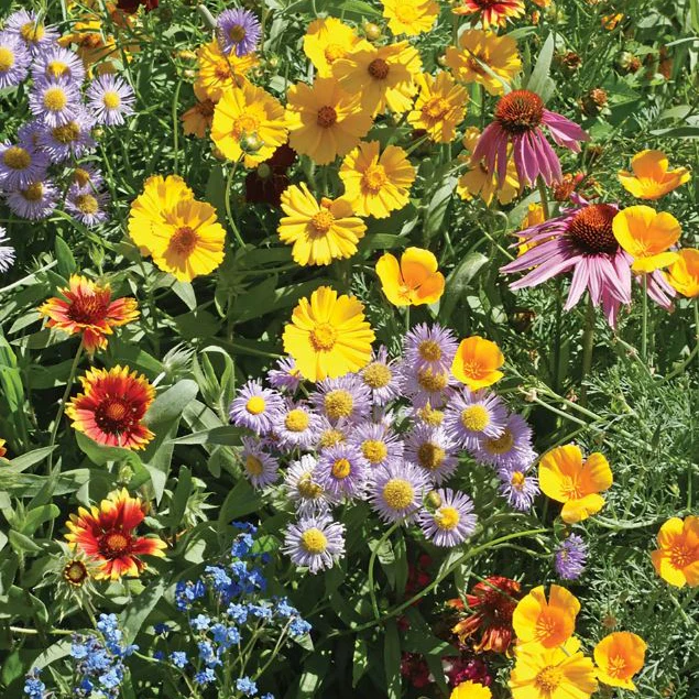 Mélange fleuri pollinisateurs 'Bee Feed Flower Mix' bio