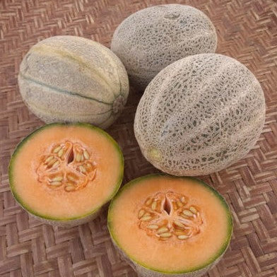 Melon 'Arancino' bio