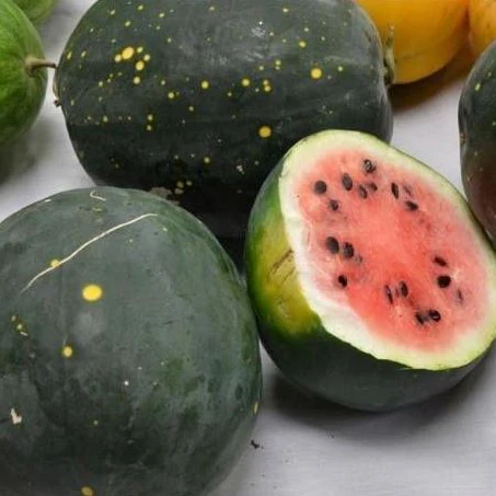 Melon d'eau 'Moon & Stars Van Doren' bio