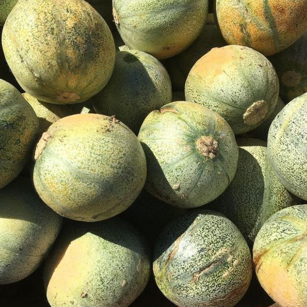 Melon 'Petit Gris de Rennes' bio