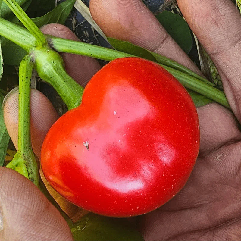 Piment fort 'Cherry Bomb' bio