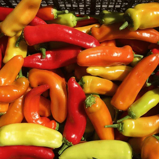 Piment fort 'Hungarian Hot Wax' bio