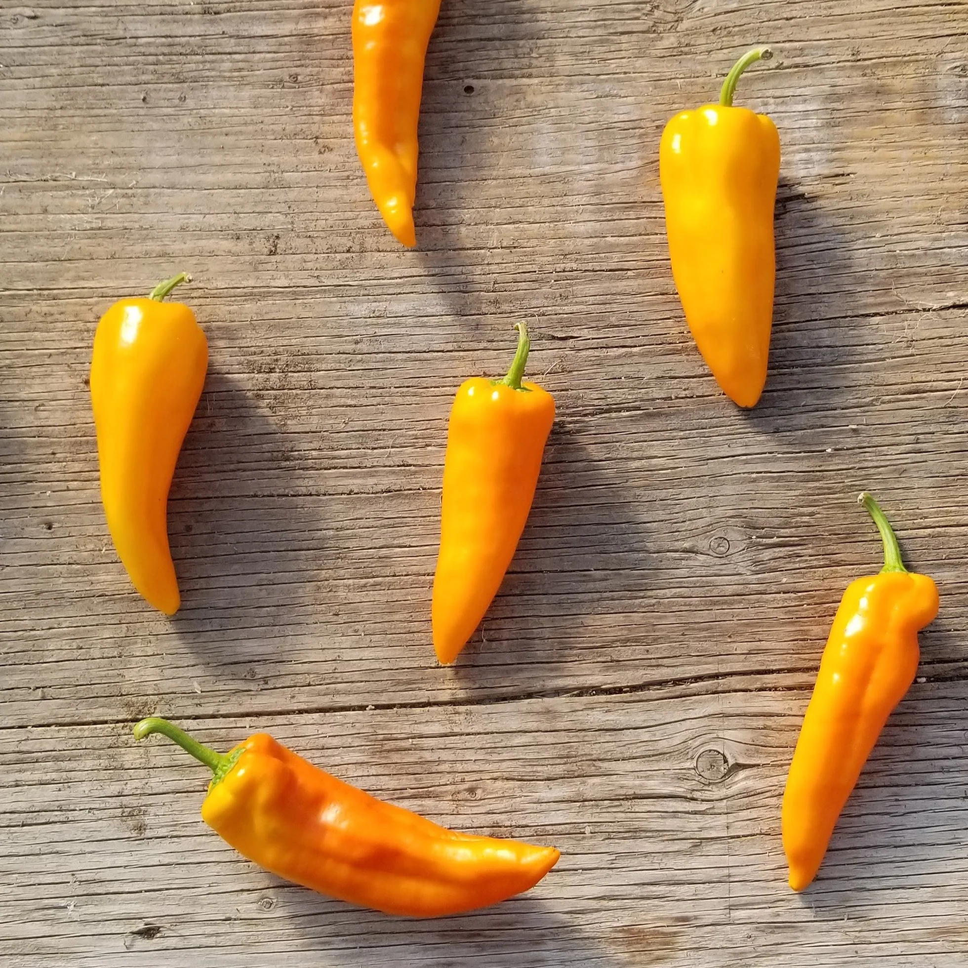 Poivron 'Gatherer's Gold' bio
