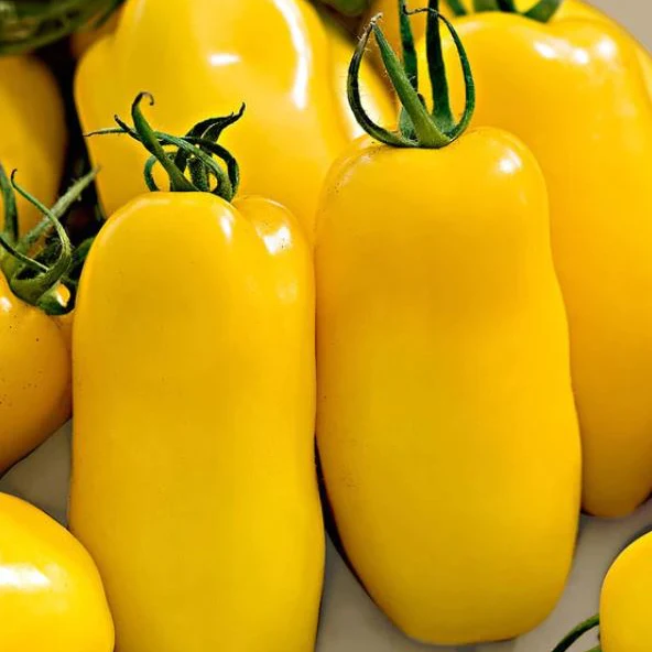 Tomate 'Banana Leg' bio