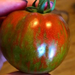 Tomate 'Black Zebra' bio