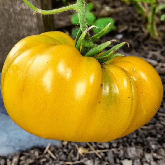 Tomate jaune 'Brandywine' bio