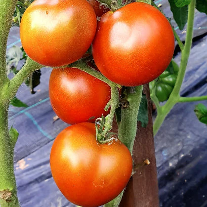 Tomate 'Bundaberg Rumball' bio
