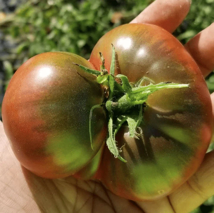 Tomate 'Cherokee Purple' bio