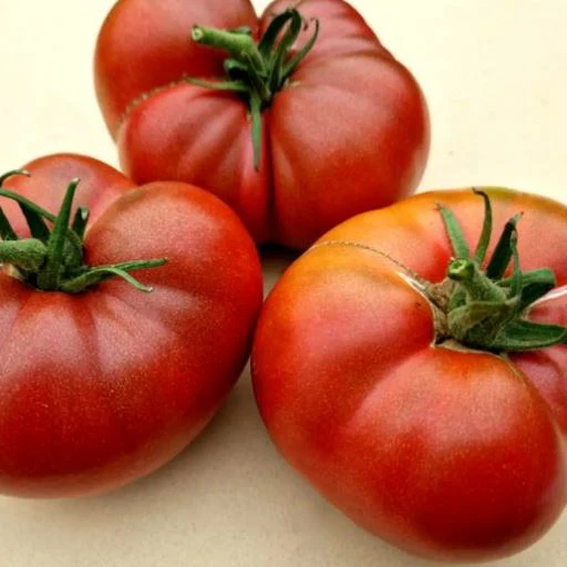 Tomate 'Dwarf Wild Fred' bio