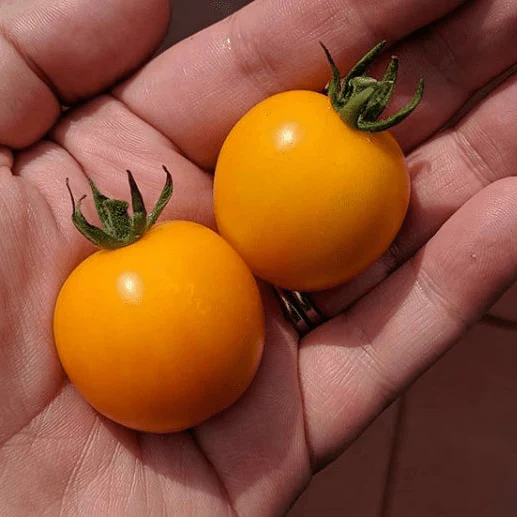 Tomate 'Gold Nugget' bio