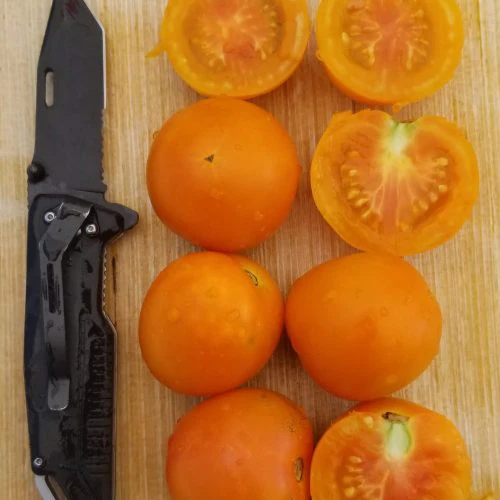 Tomate 'Jaune Flamme' bio
