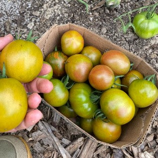 Tomate 'Karma Miracle' bio