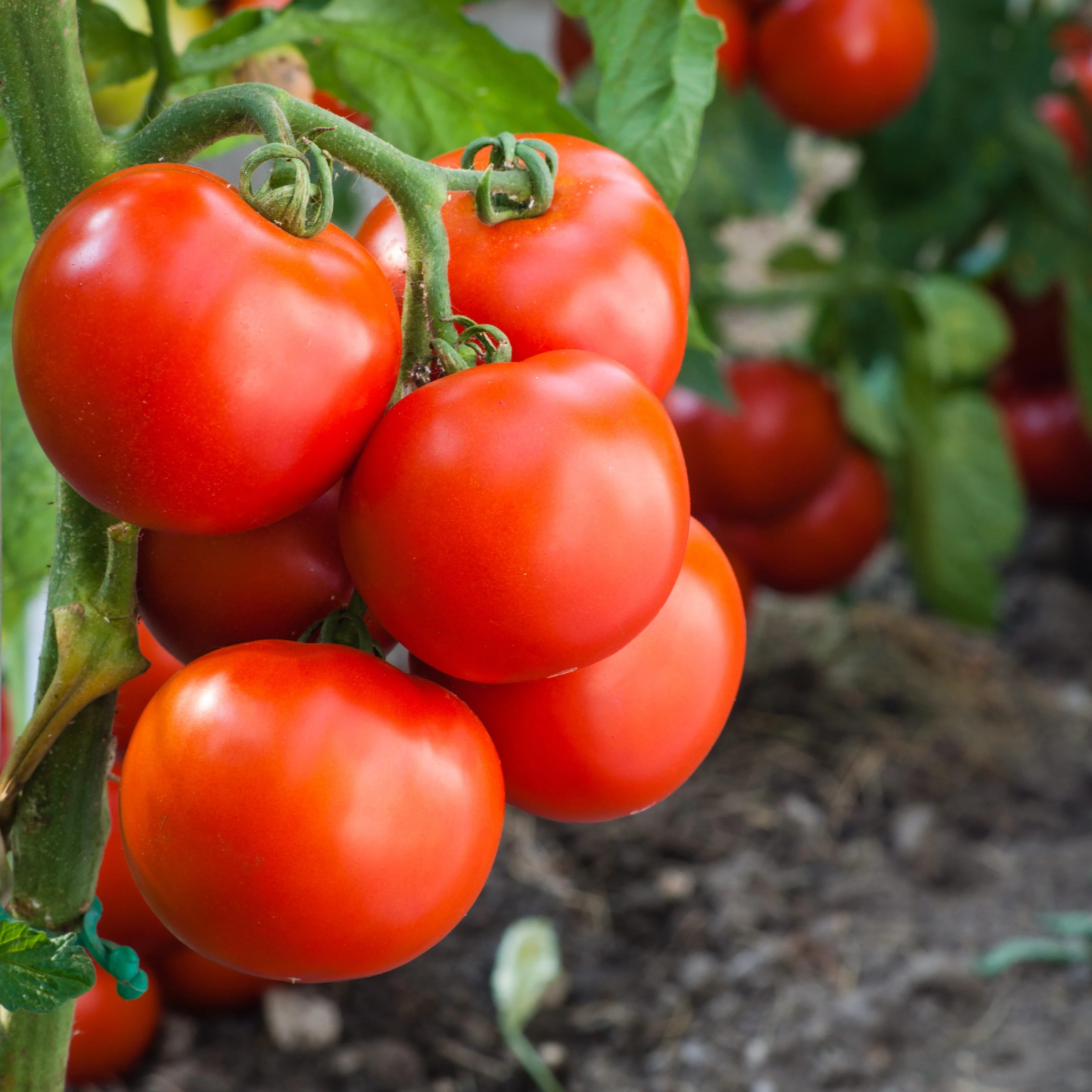 Tomate 'Lucky Leprechaun' bio