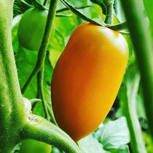 Tomate 'Orange Banana' bio