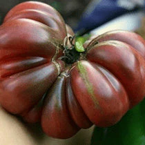 Tomate 'Purple Calabash' bio