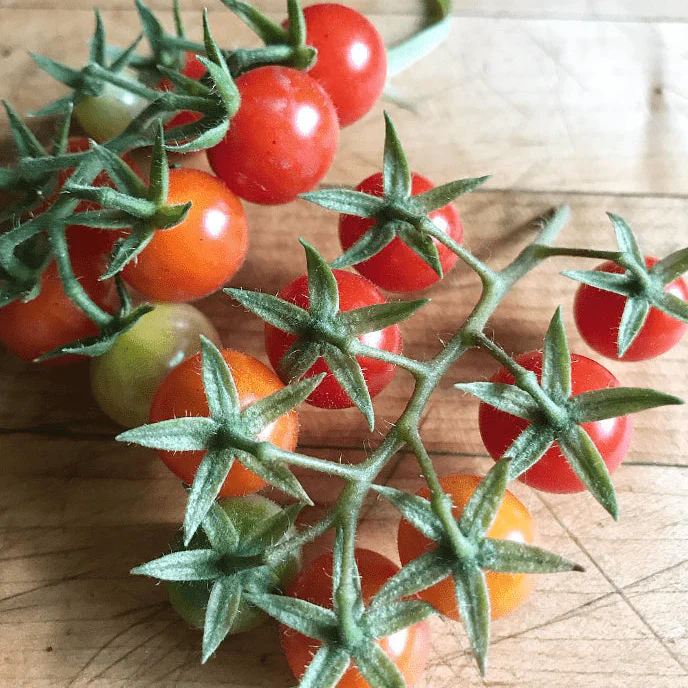 Tomate 'Scarlet Gem' bio