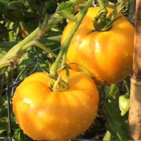 Tomate 'Tangerine' bio