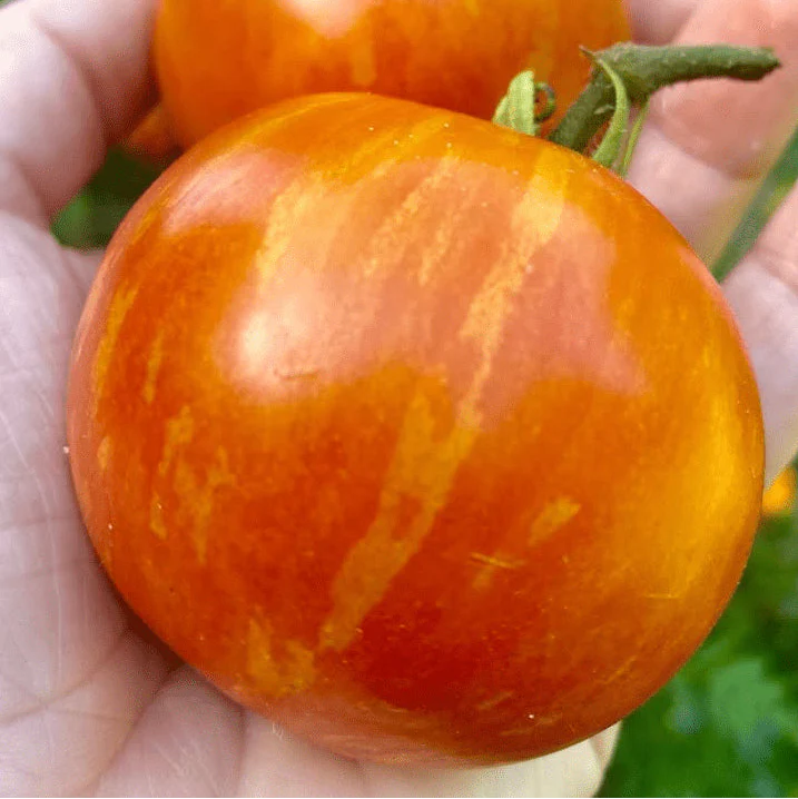 Tomate 'Tigerella' bio