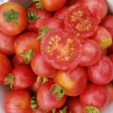 Tomate 'Vernissage Pink' bio