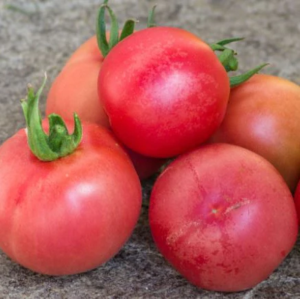 Tomate 'Vilmorin Peche' bio