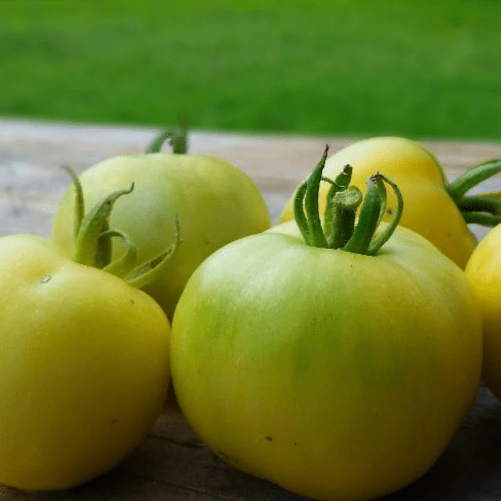 Tomate 'Wapsipicon Peach' bio