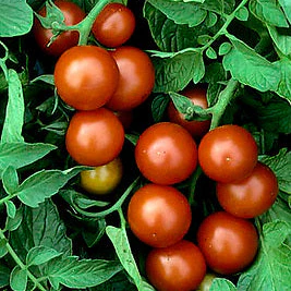 Tomate 'Washington Cherry' bio