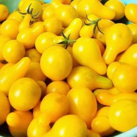 Tomate 'Yellow Pear' bio