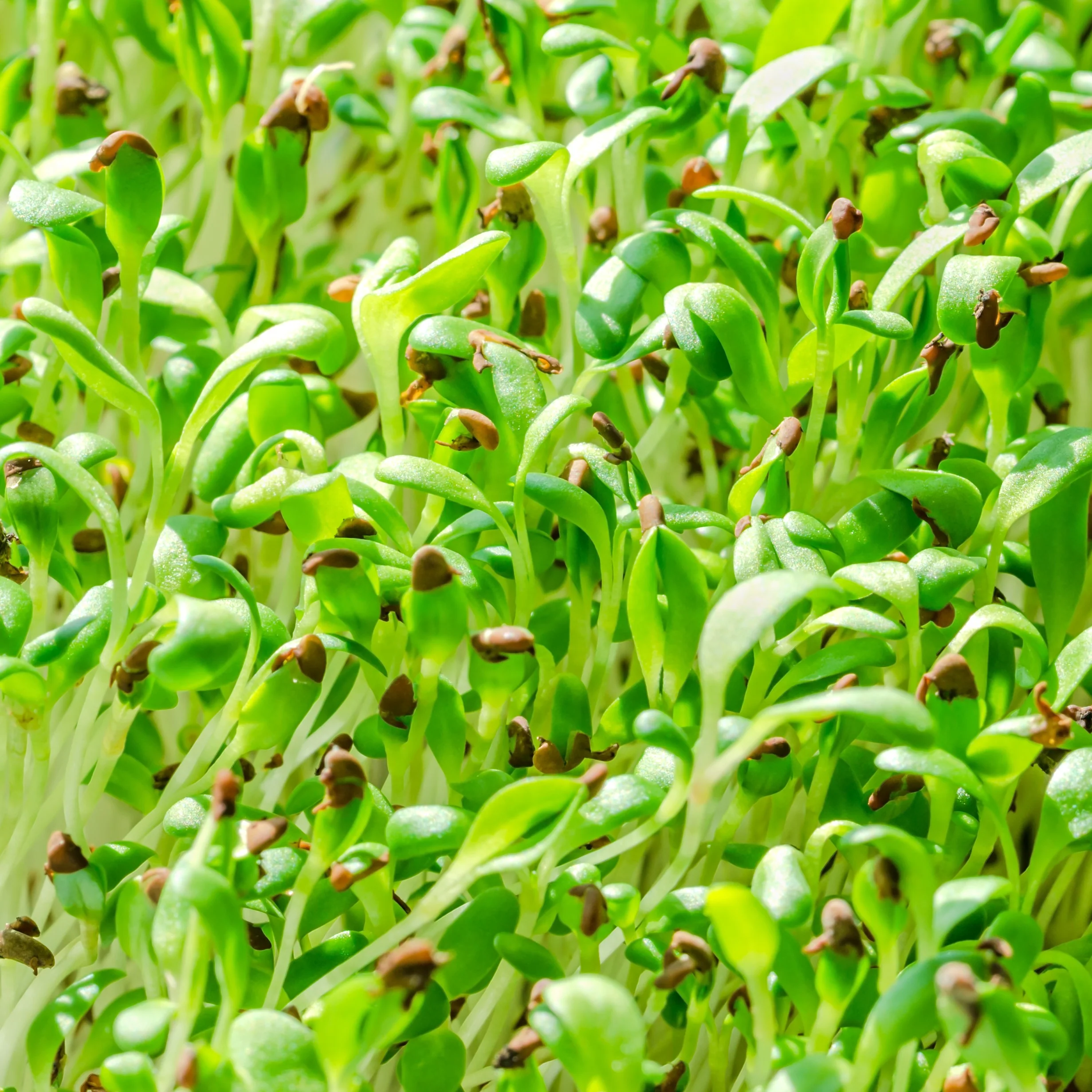 Germe de luzerne bio