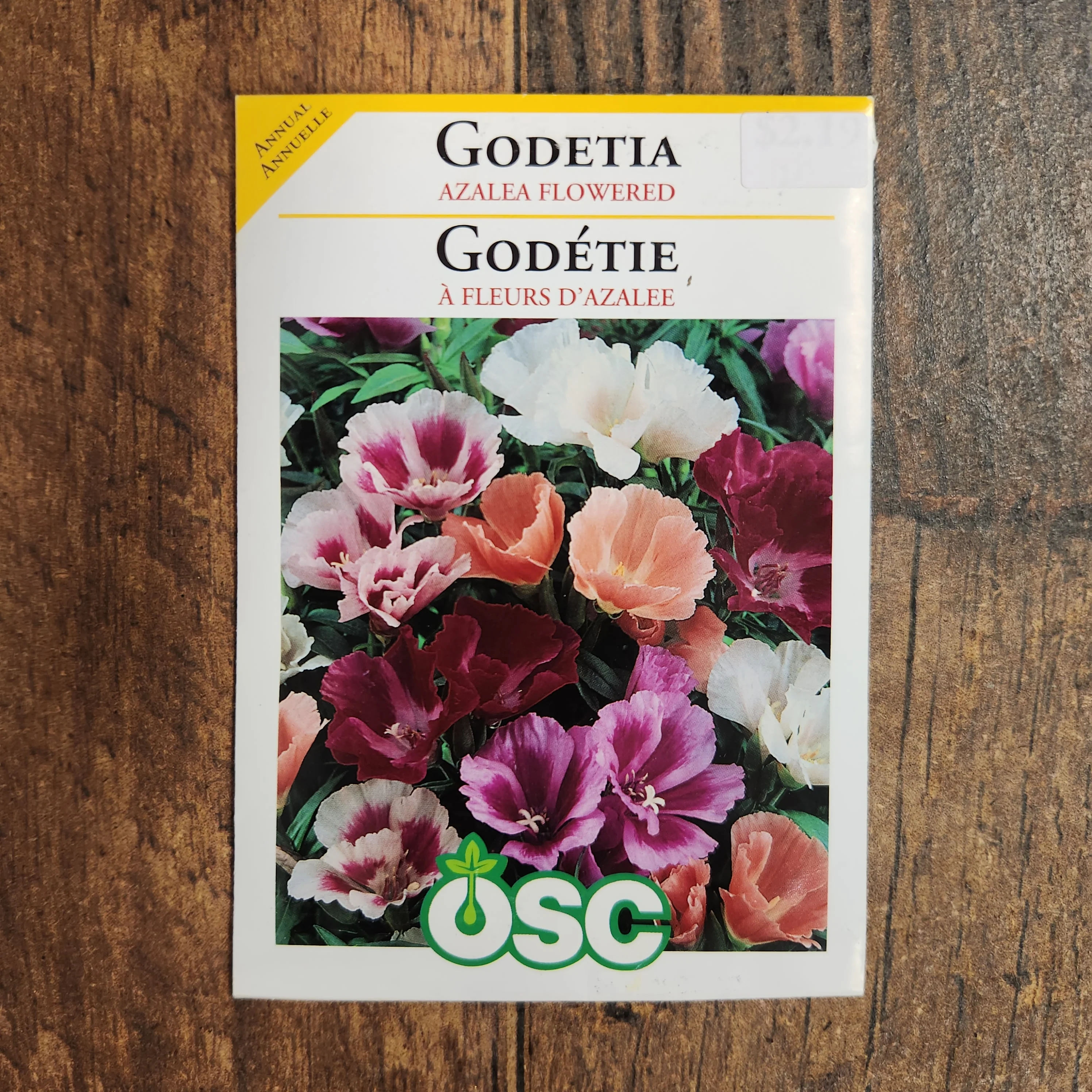 Godétia  'Azalée Fleurie' - Image 2