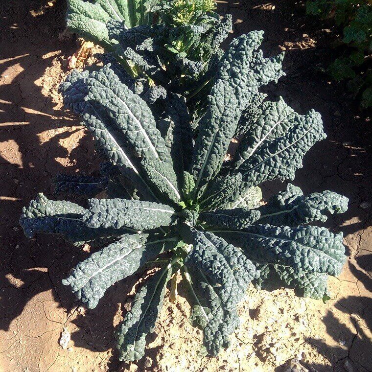 Chou frisé 'Lacinato'