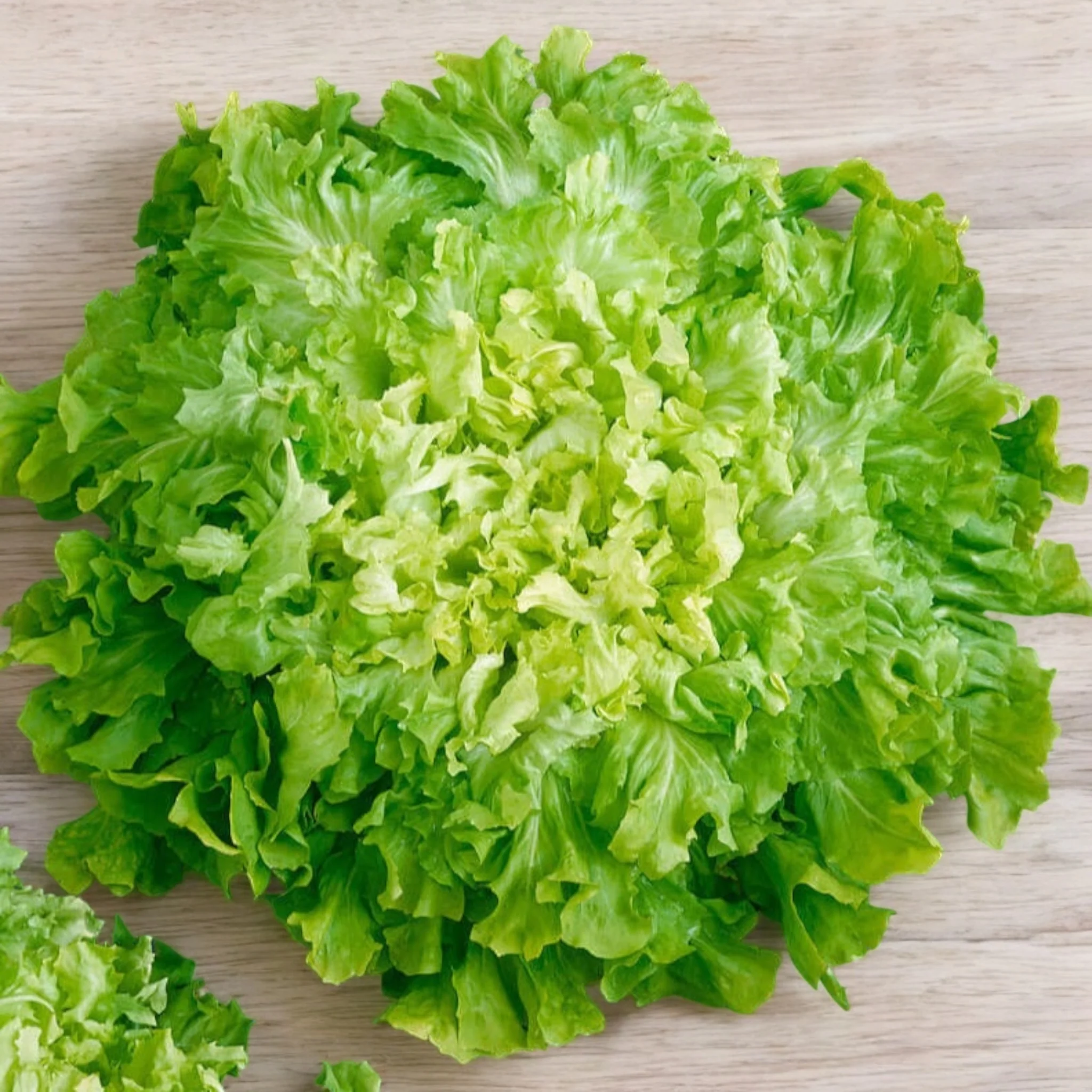 Endive d'Escarole batave à feuilles larges