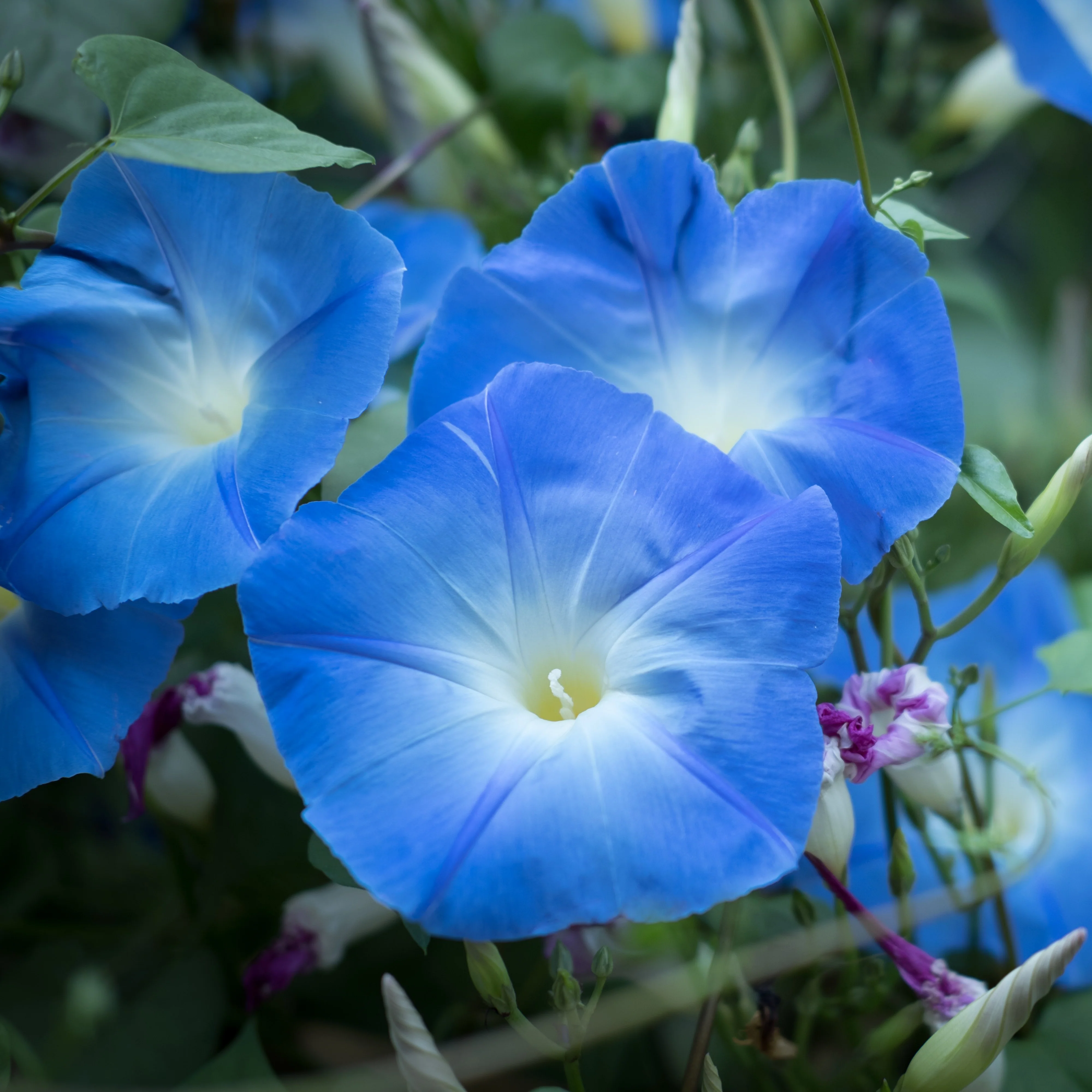 Ipomoea 'Heavenly Blue'