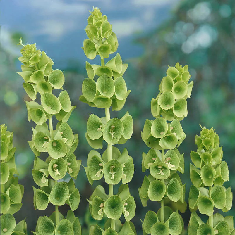 Cloche d'Irlande 'Green Bells'