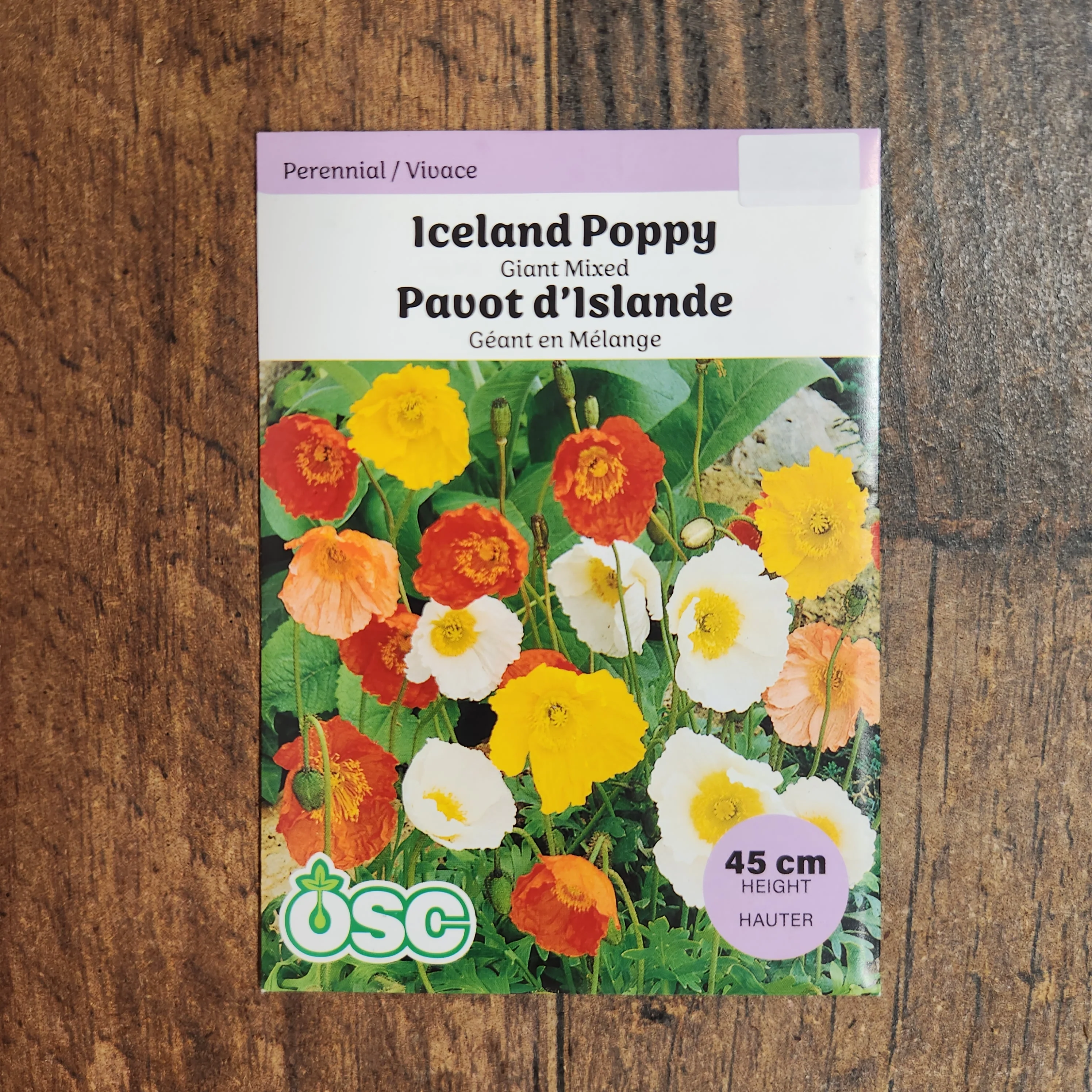 Pavot d'Islande 'Giant Mixed' - Image 2